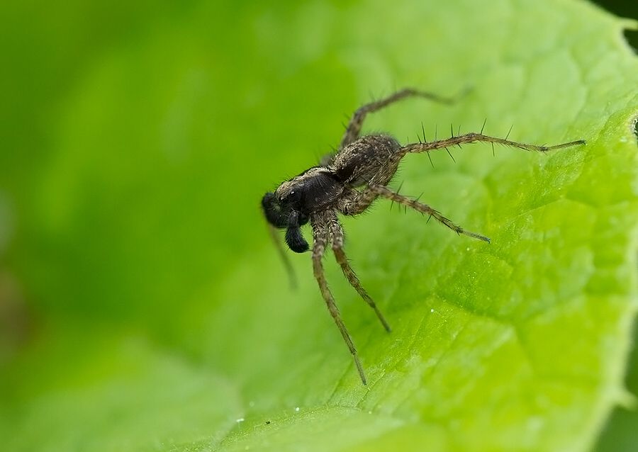 Pardosa sp.