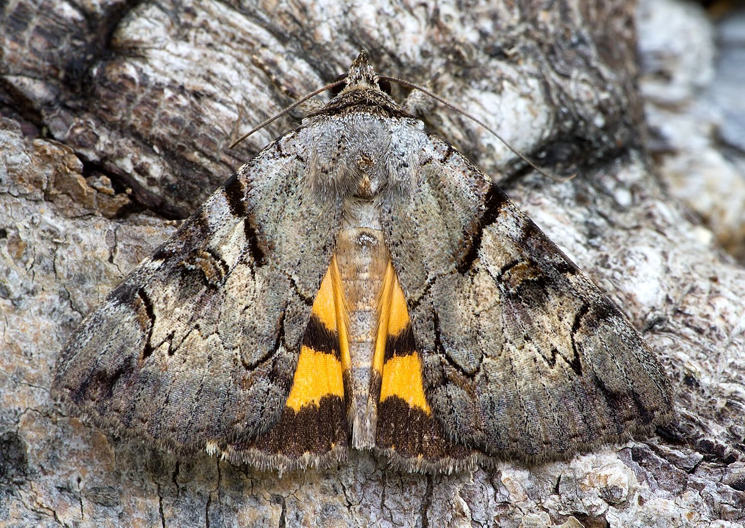 Catocala hymenaea