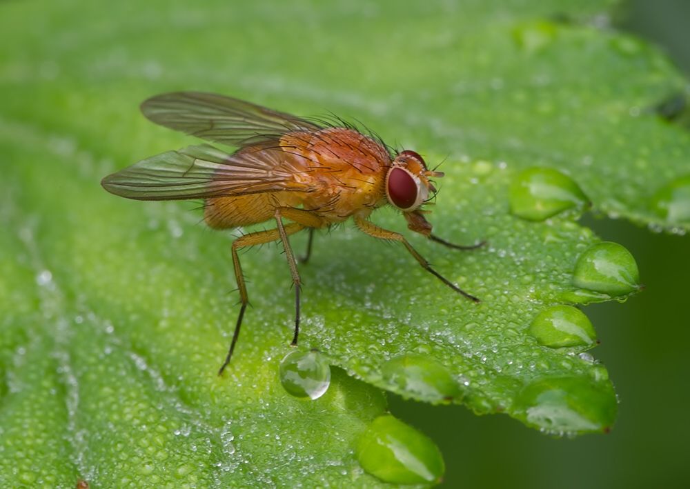 Phaonia pallida