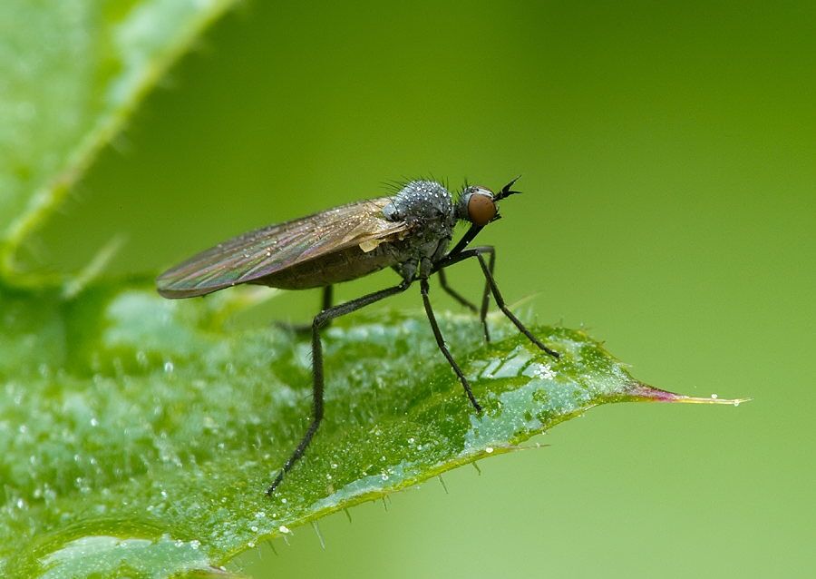 Empis genualis