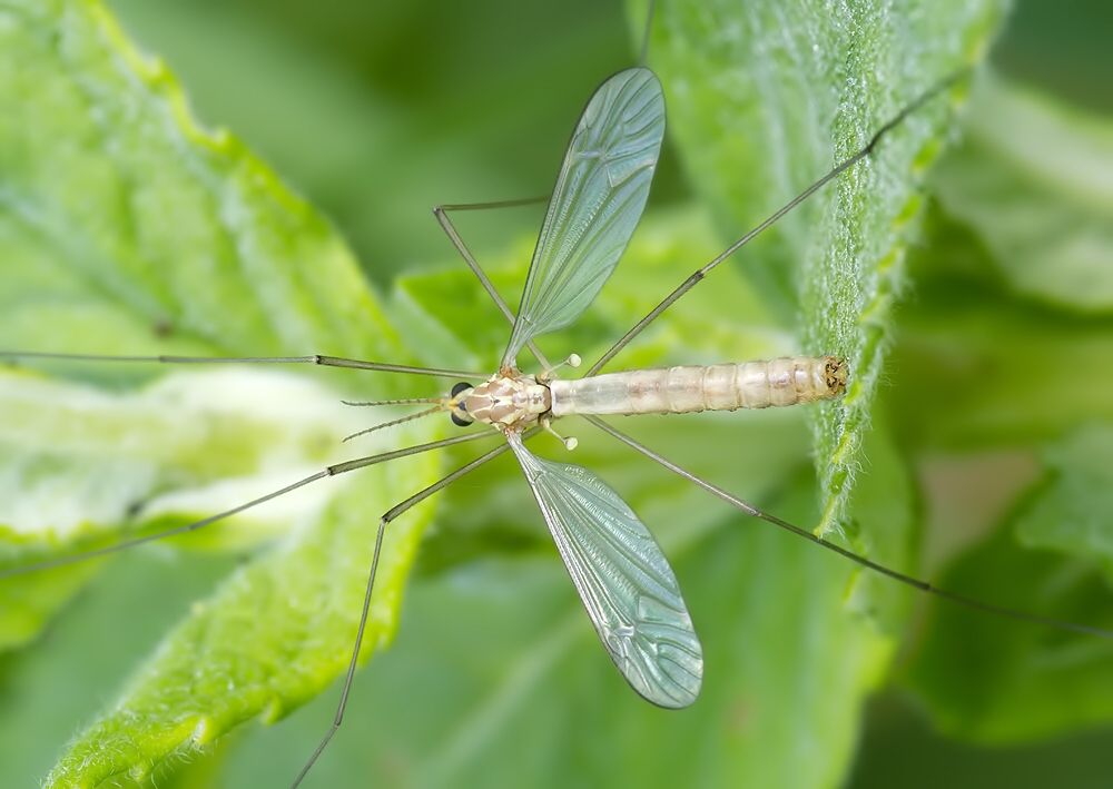 Nephrotoma dorsalis