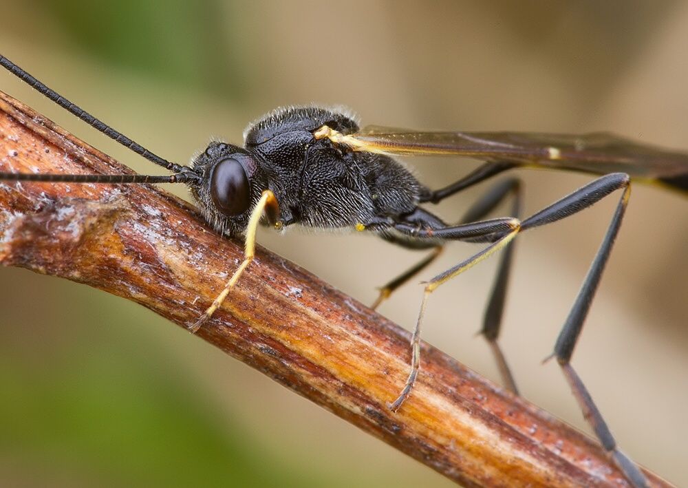Agrypon sp.