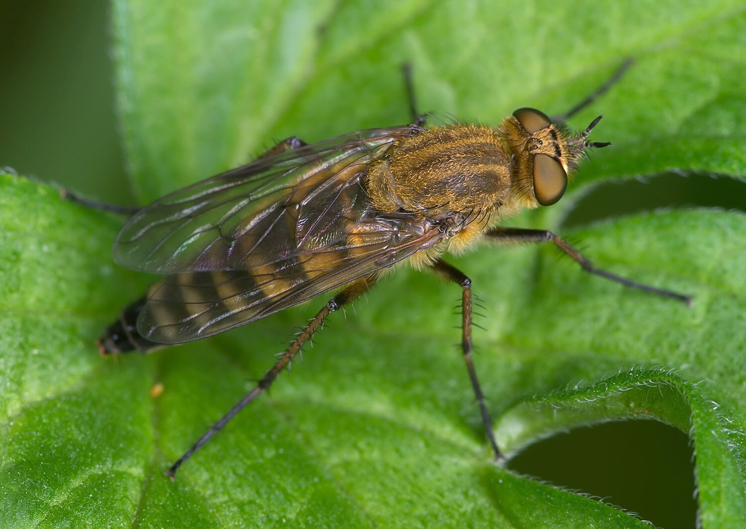 Thereva brevicornis