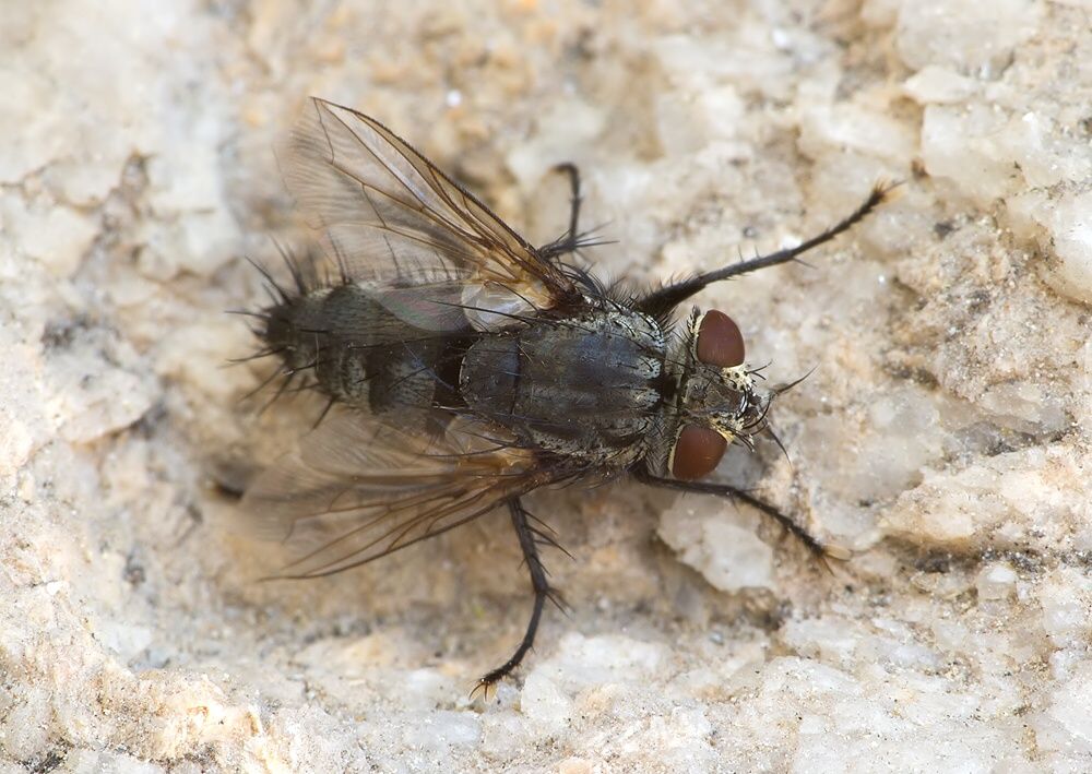 Phorocera grandis