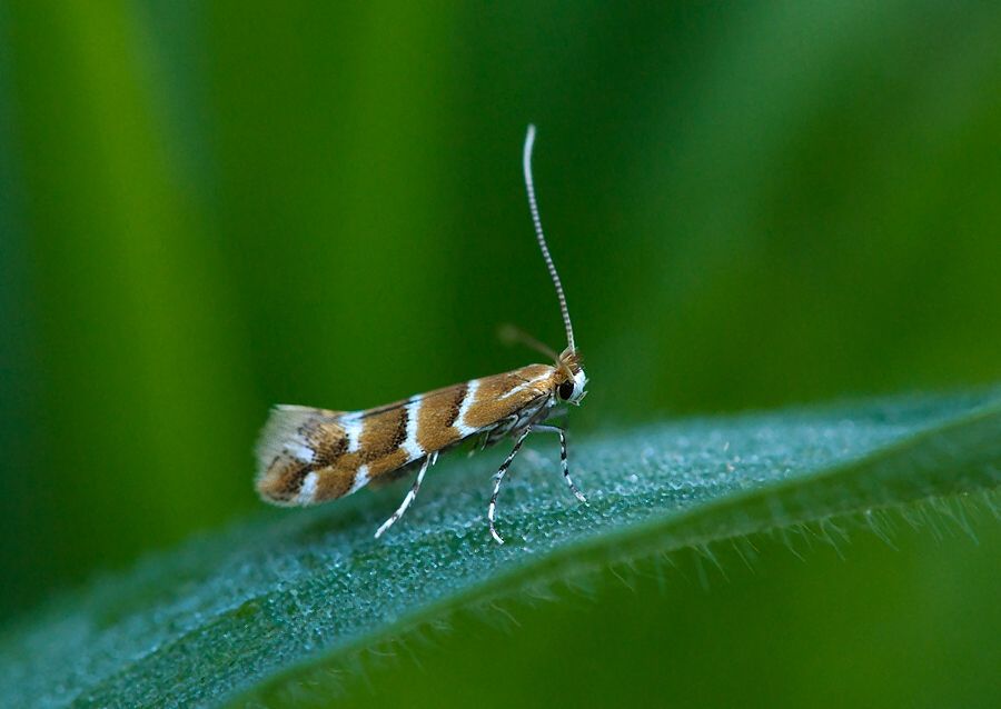 Cameraria ohridella