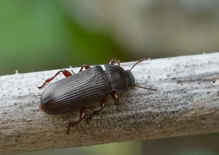 Tenebrio molitor