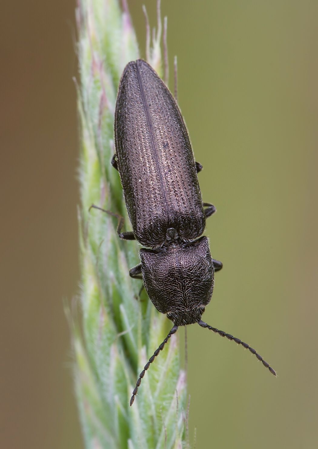 Cidnopus pilosus