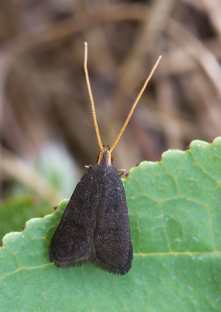 Lecithocera nigrana