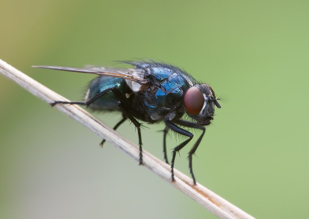 Pyrellia rapax