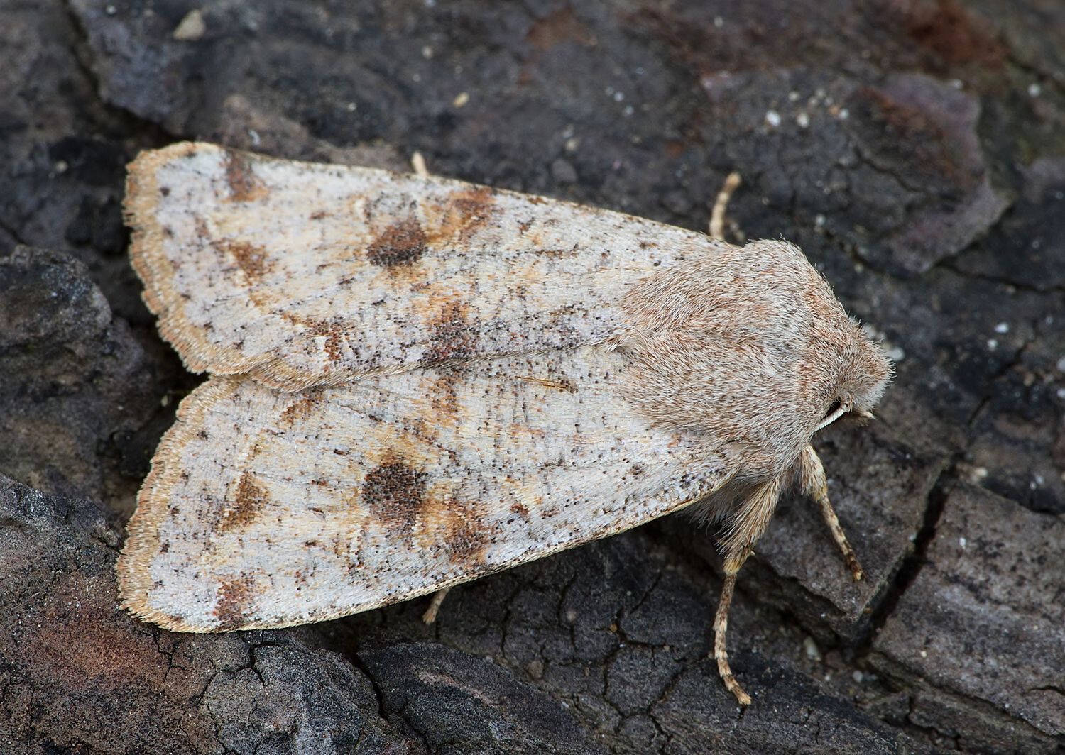 Orthosia incerta