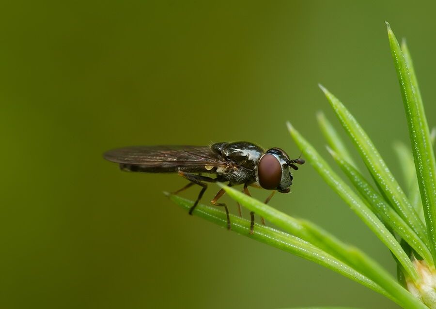 Platycheirus angustatus