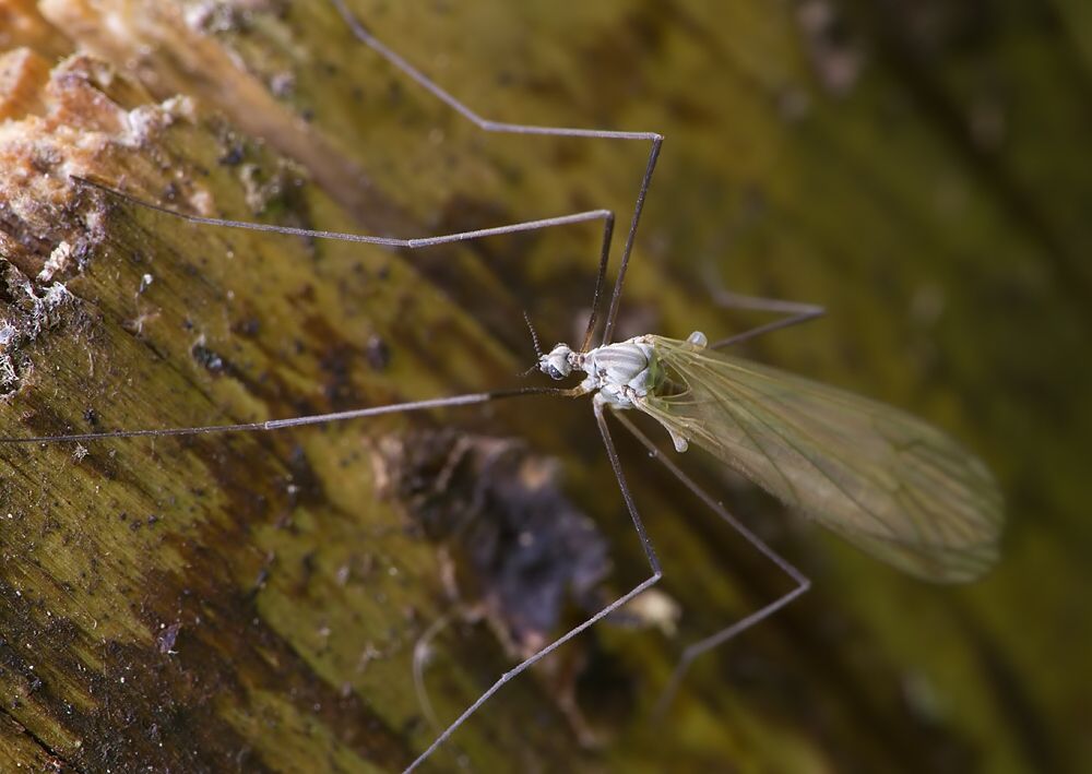 Tricyphona unicolor