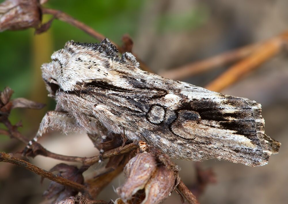 Egira conspicillaris