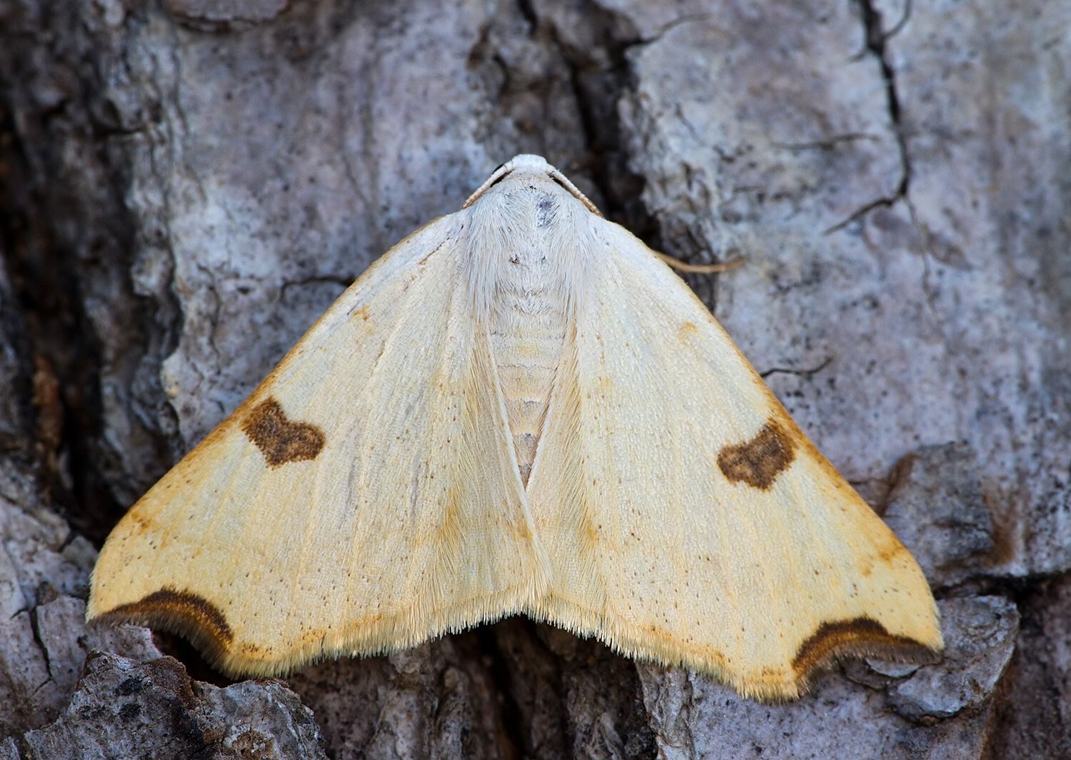 Eilicrinia cordiaria
