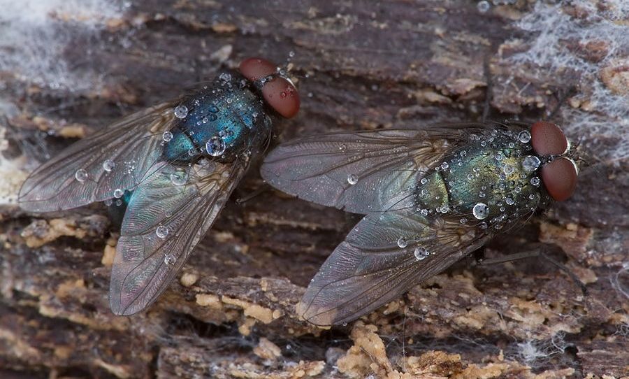 Pyrellia vivida