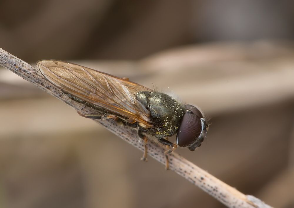Cheilosia mutabilis