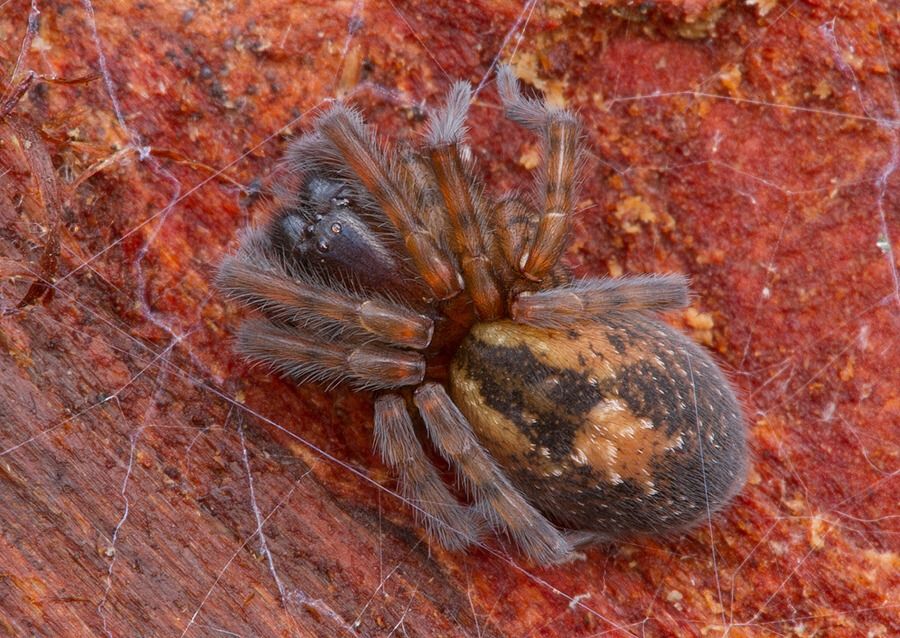 Amaurobius fenestralis