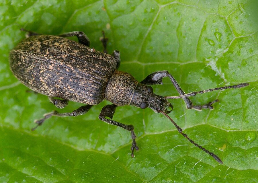 Phyllobius glaucus