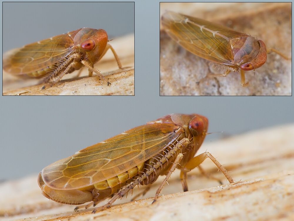 Colobotettix morbillosus