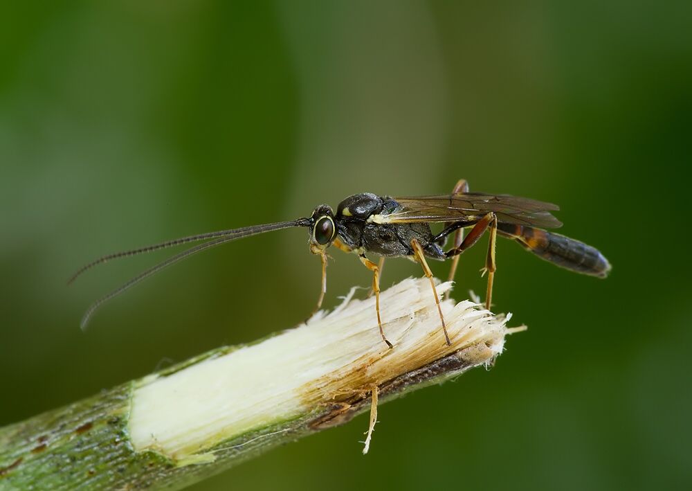 Cremastinae