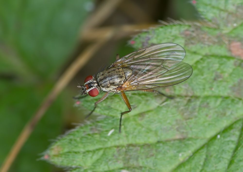 Botanophila fugax