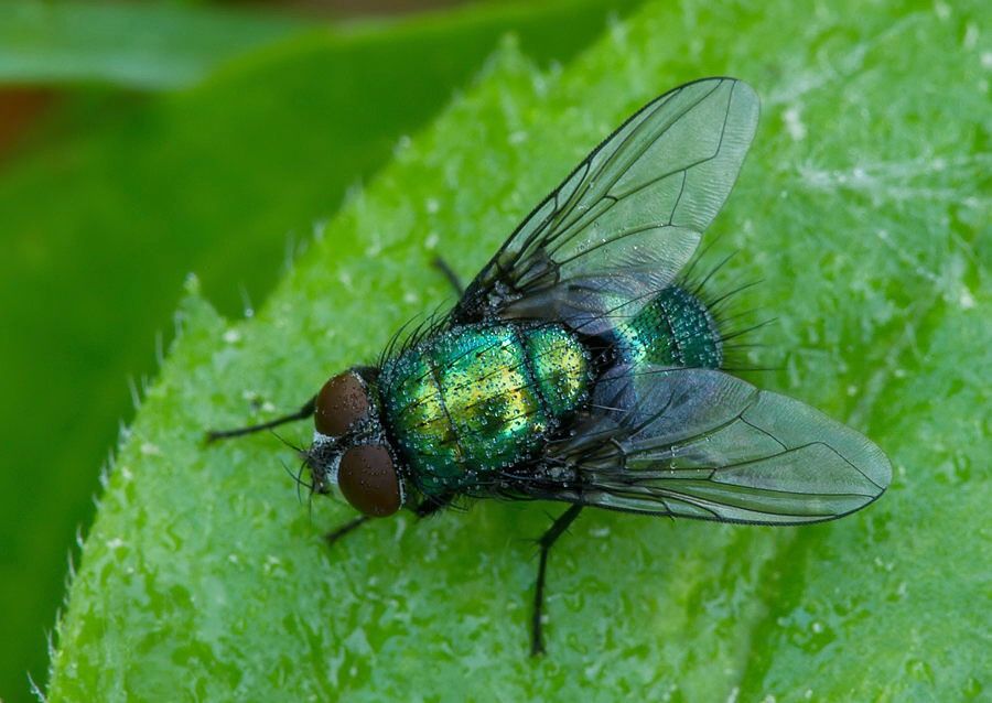 Neomyia cornicina