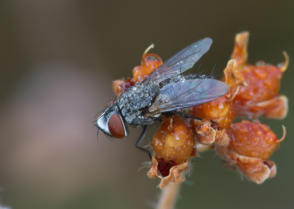 Leucophora personata