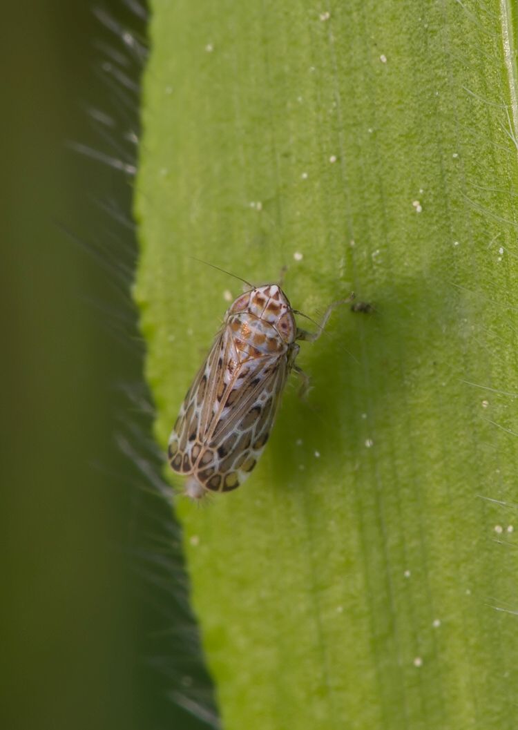 Jassargus sp.