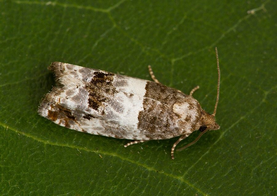 Notocelia trimaculana