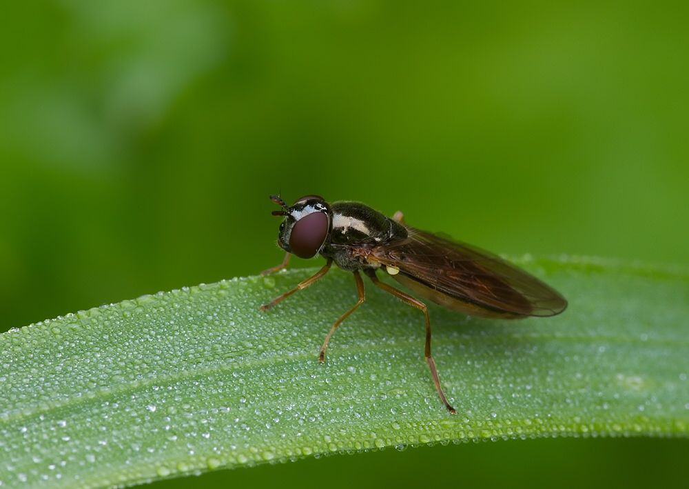 Platycheirus fulviventris cf.