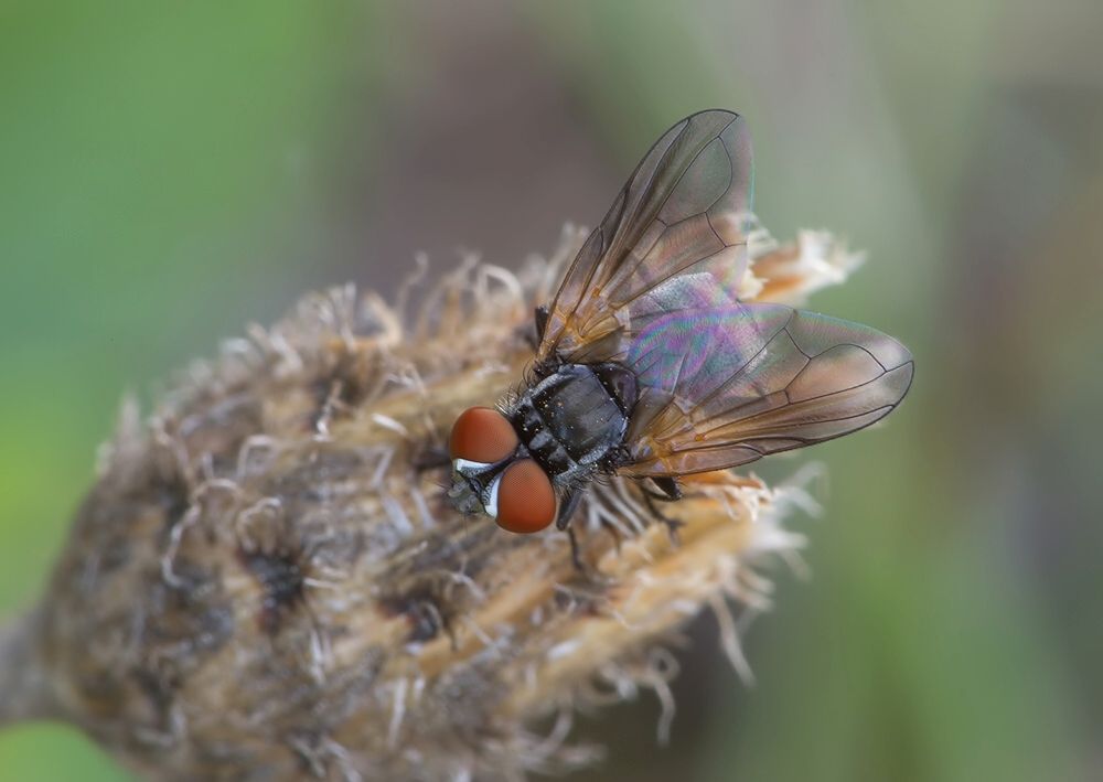 Phasia obesa