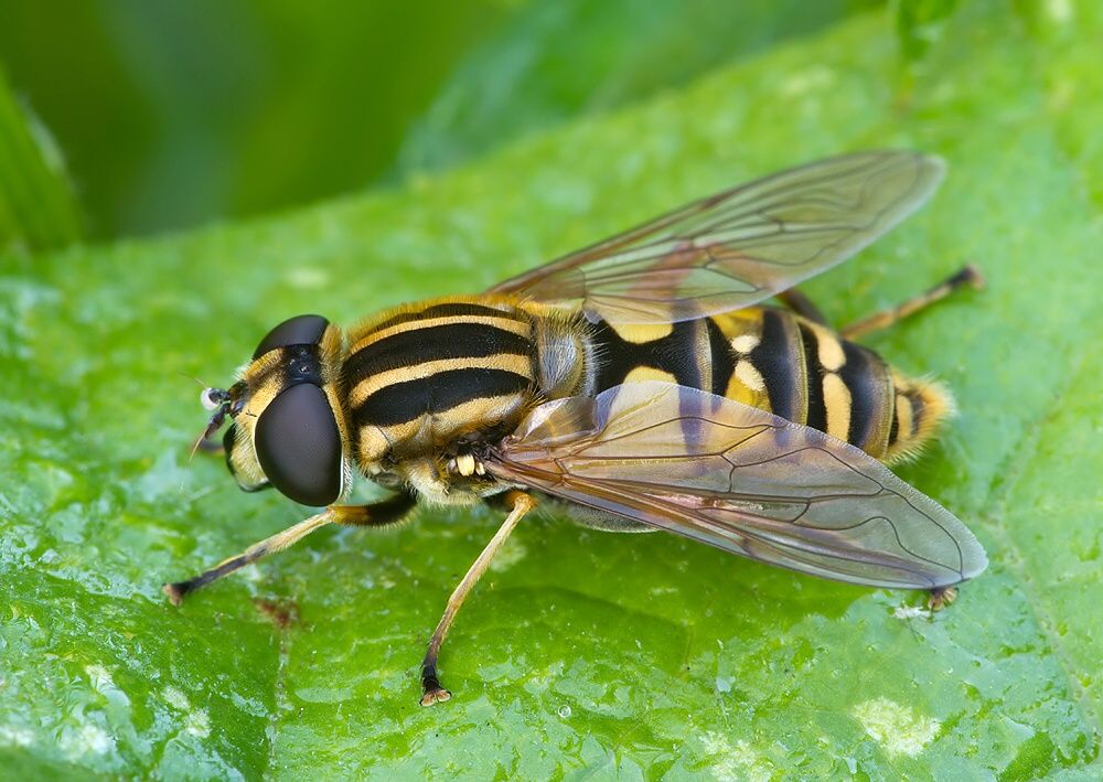 Helophilus pendulus