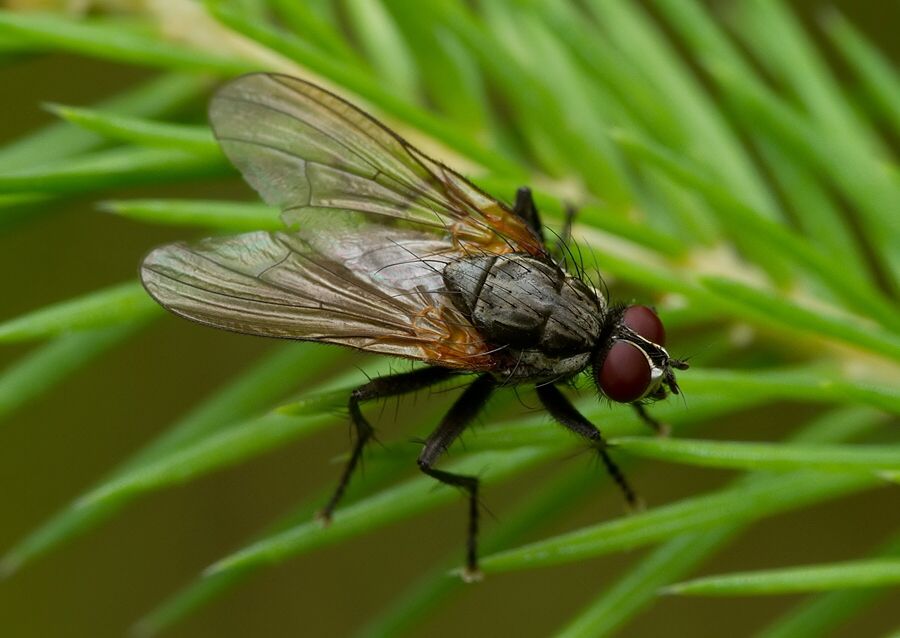 Hydrotaea dentipes