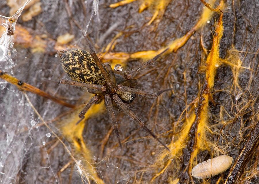 Histopona torpida