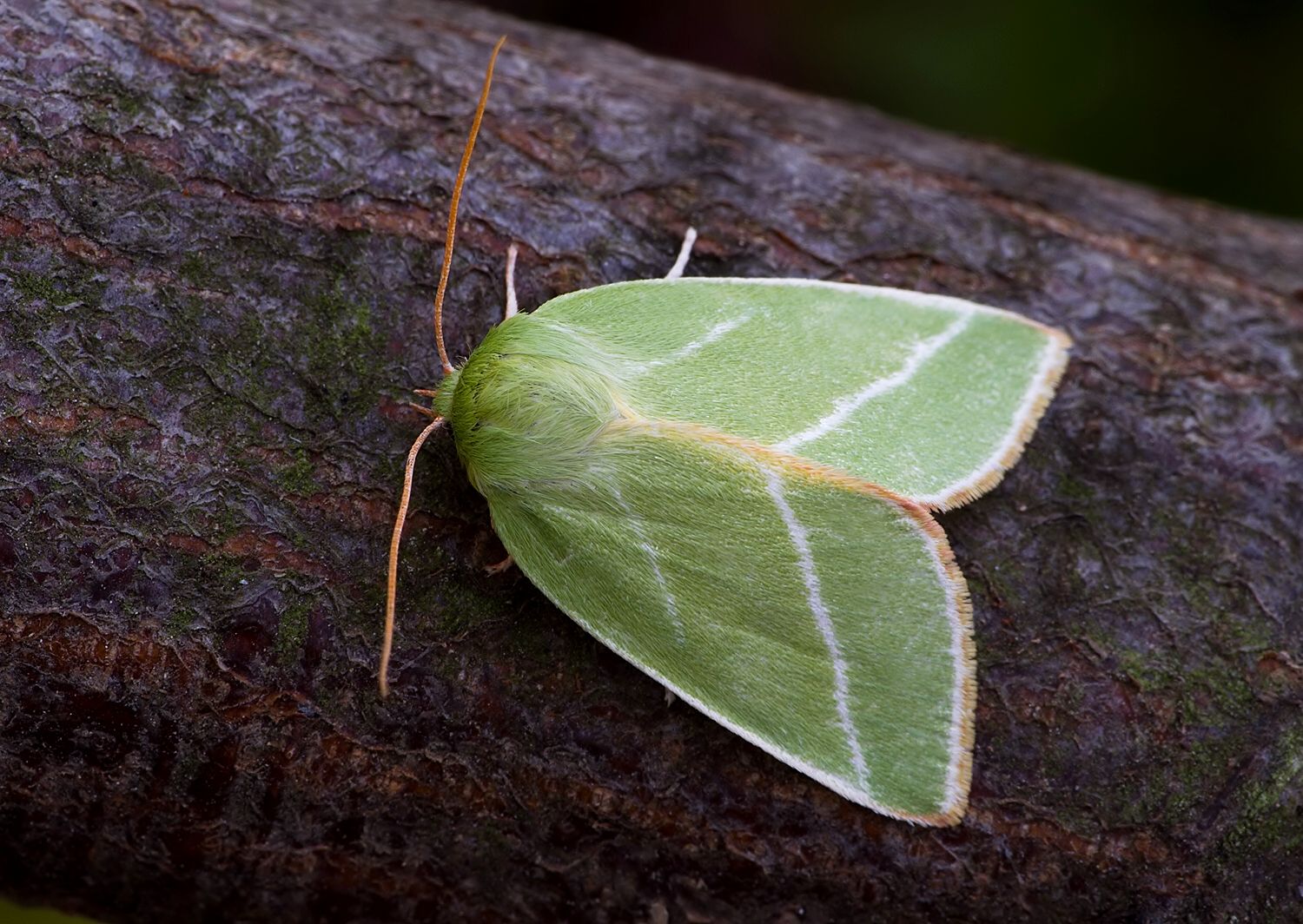 Bena bicolorana