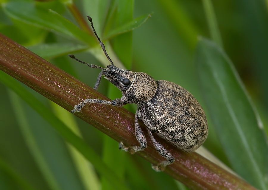 Otiorhynchus ligustici