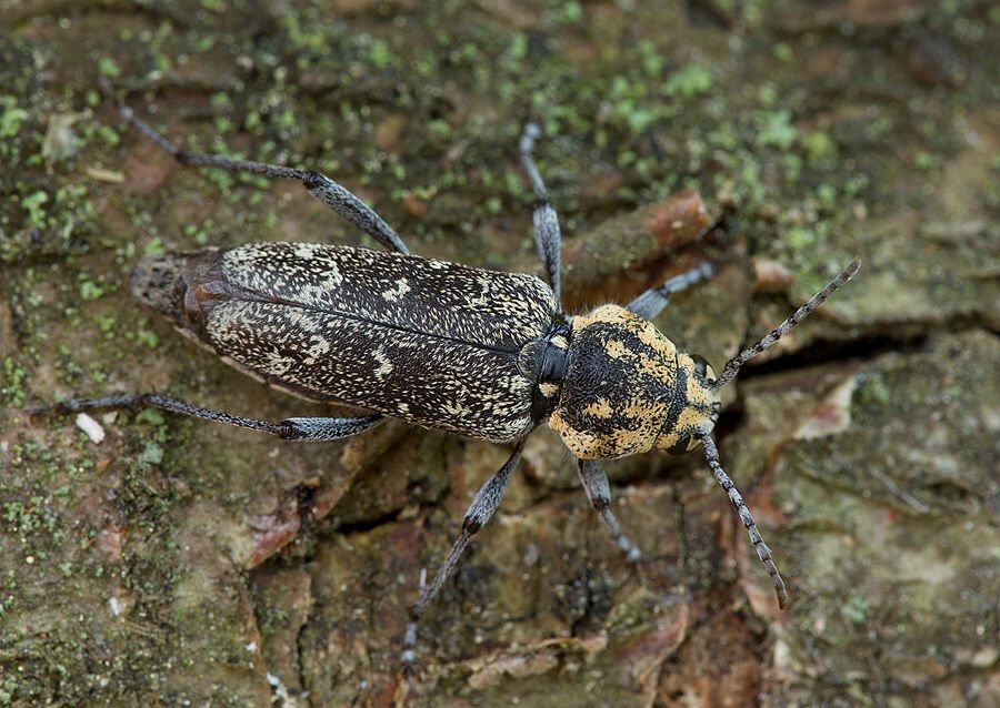 Xylotrechus rusticus