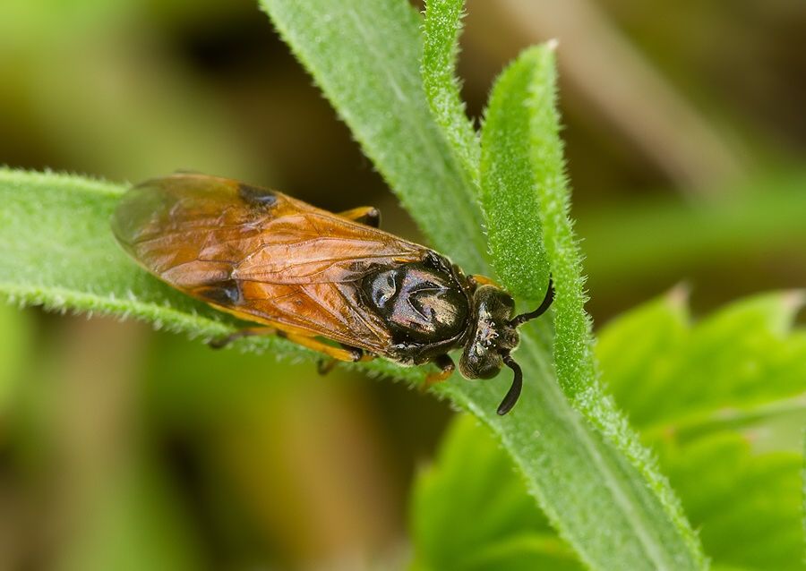Arge cyanocrocea