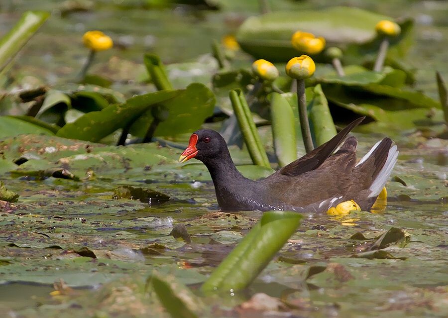 Gallinula chloropus (sliepočka vodná)