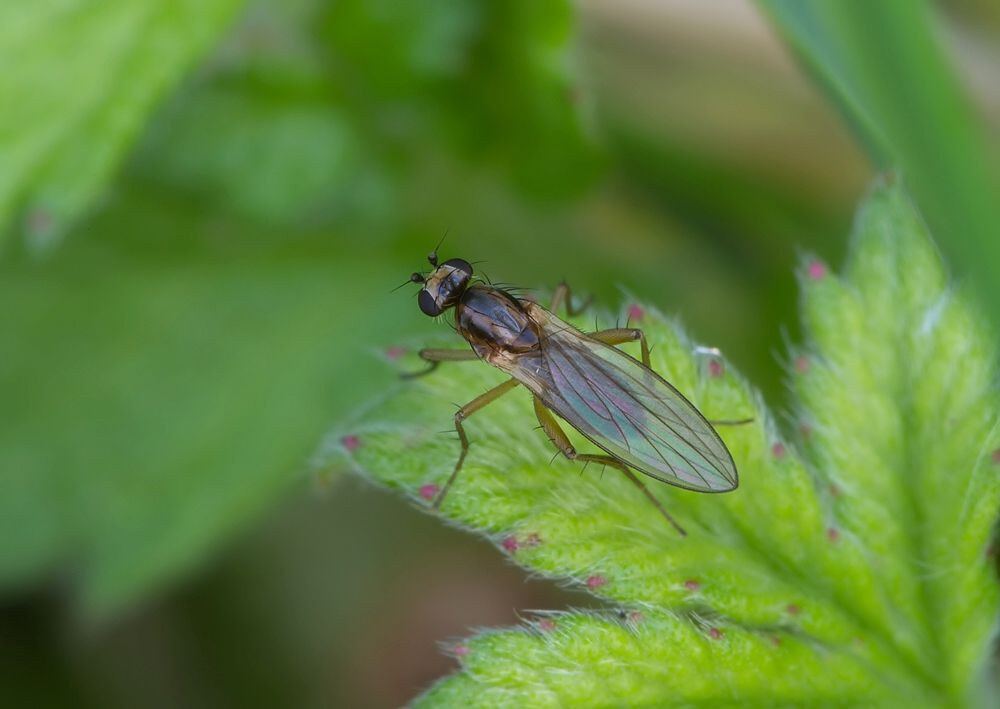 Lonchoptera lutea