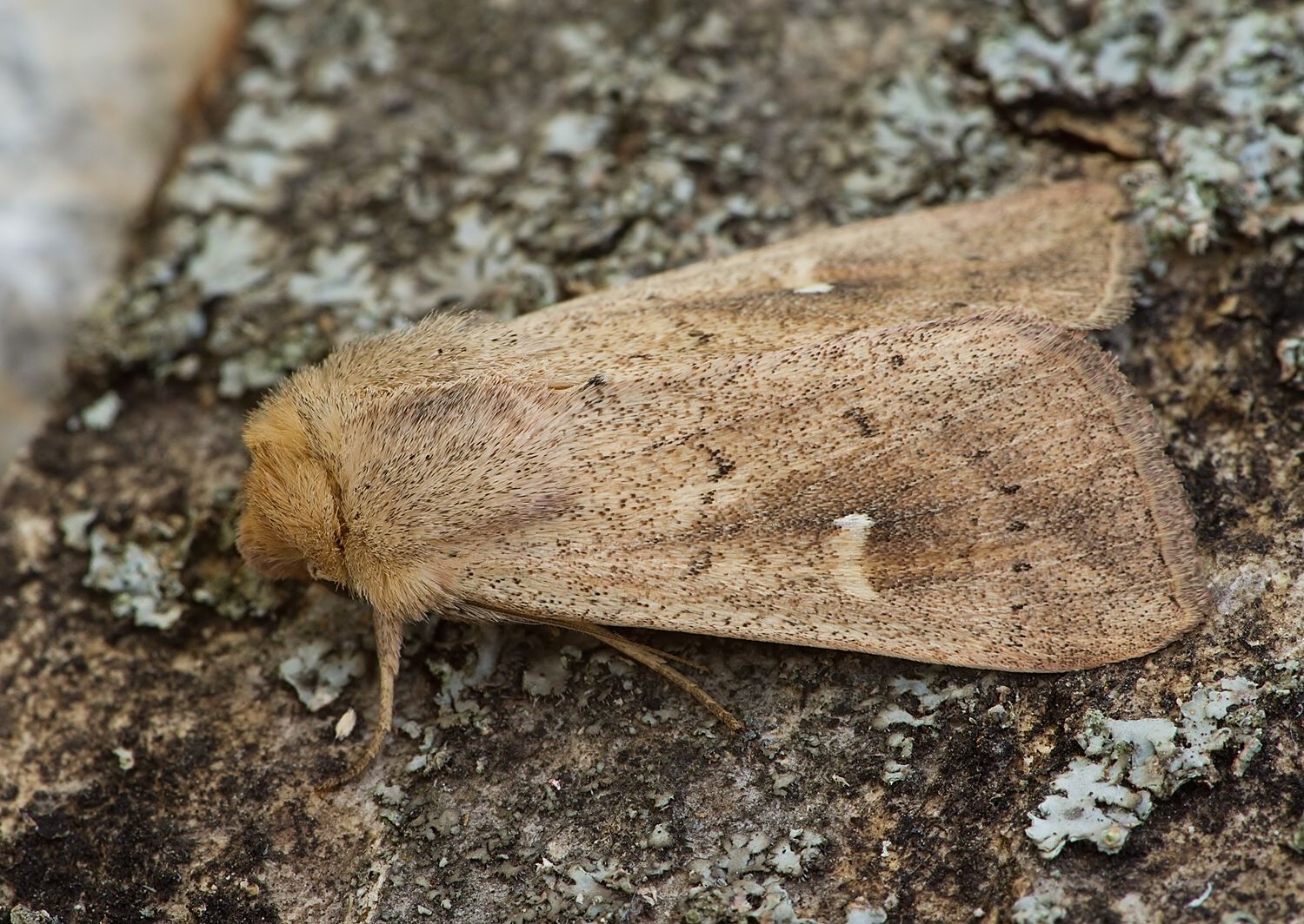 Mythimna ferrago