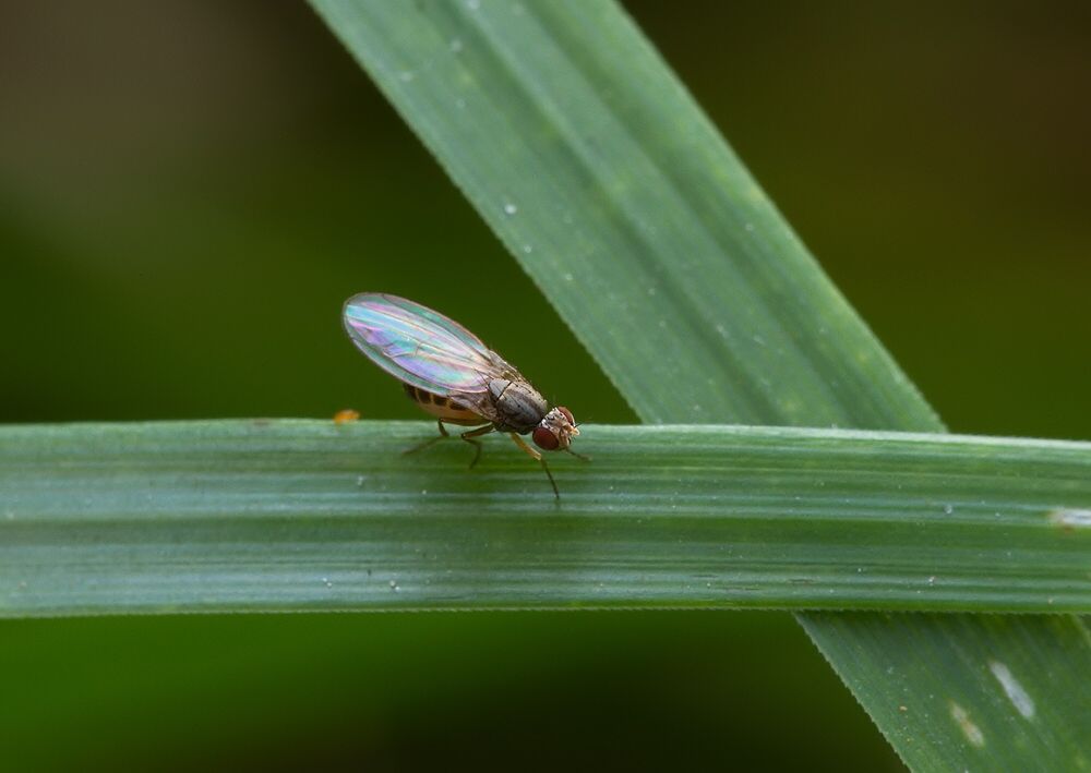 Scaptomyza pallida