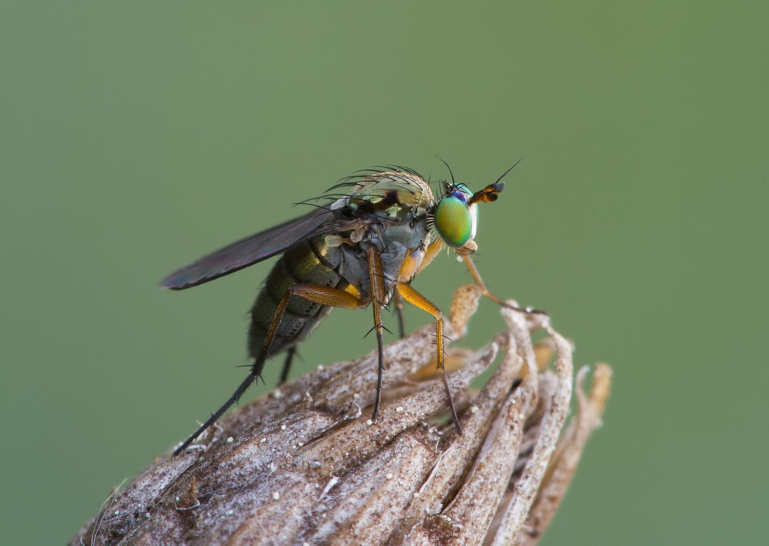Dolichopus agilis