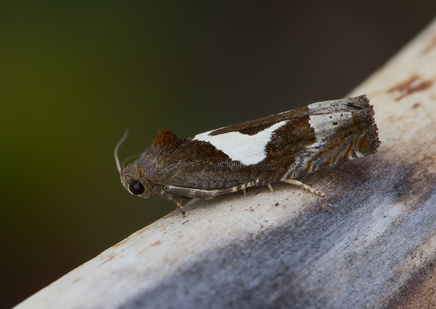 Epiblema foenella