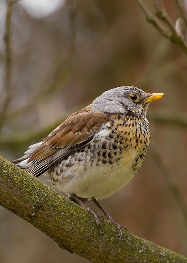 Turdus pilaris (drozd čvíkotavý)