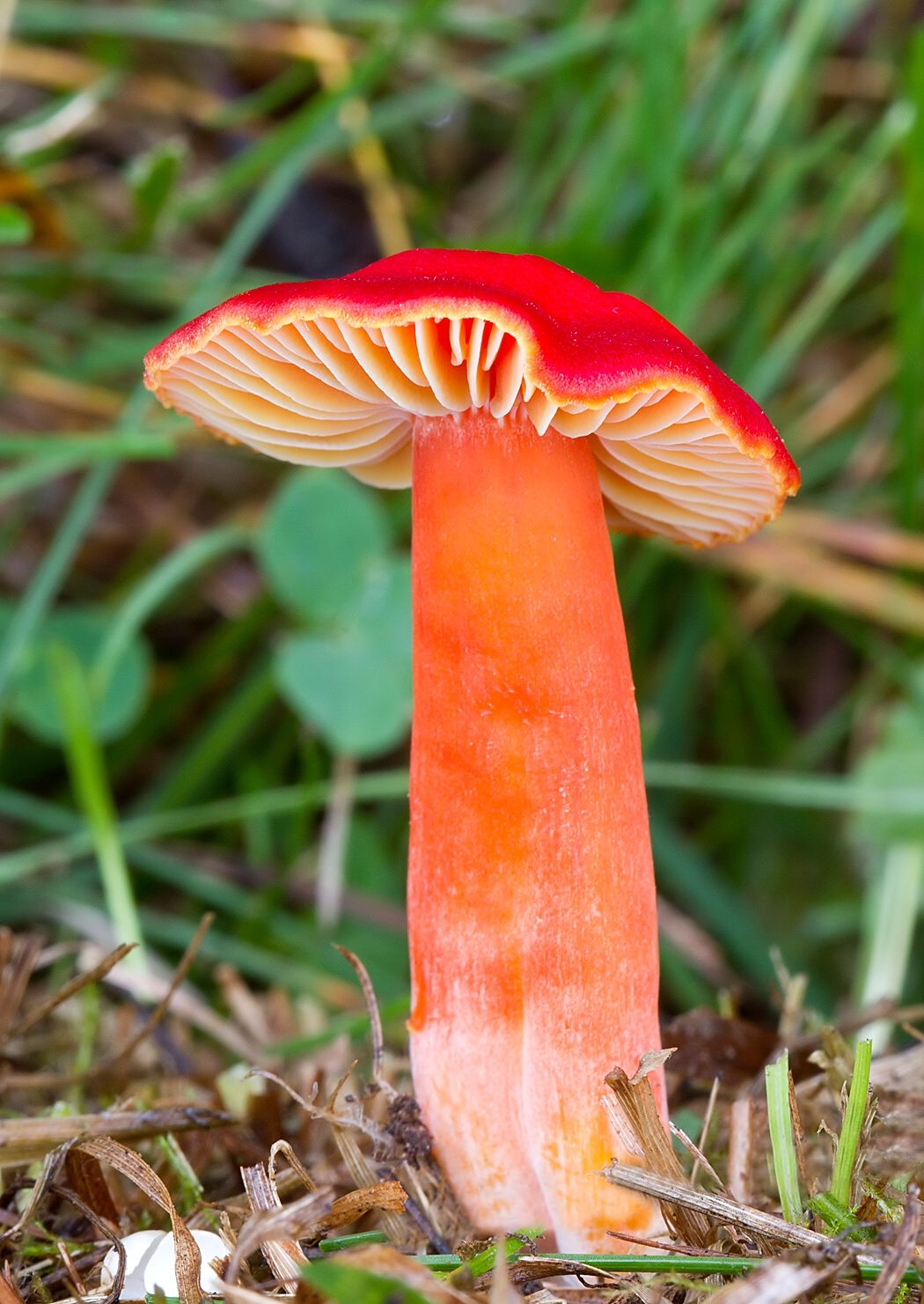 Hygrocybe coccinea