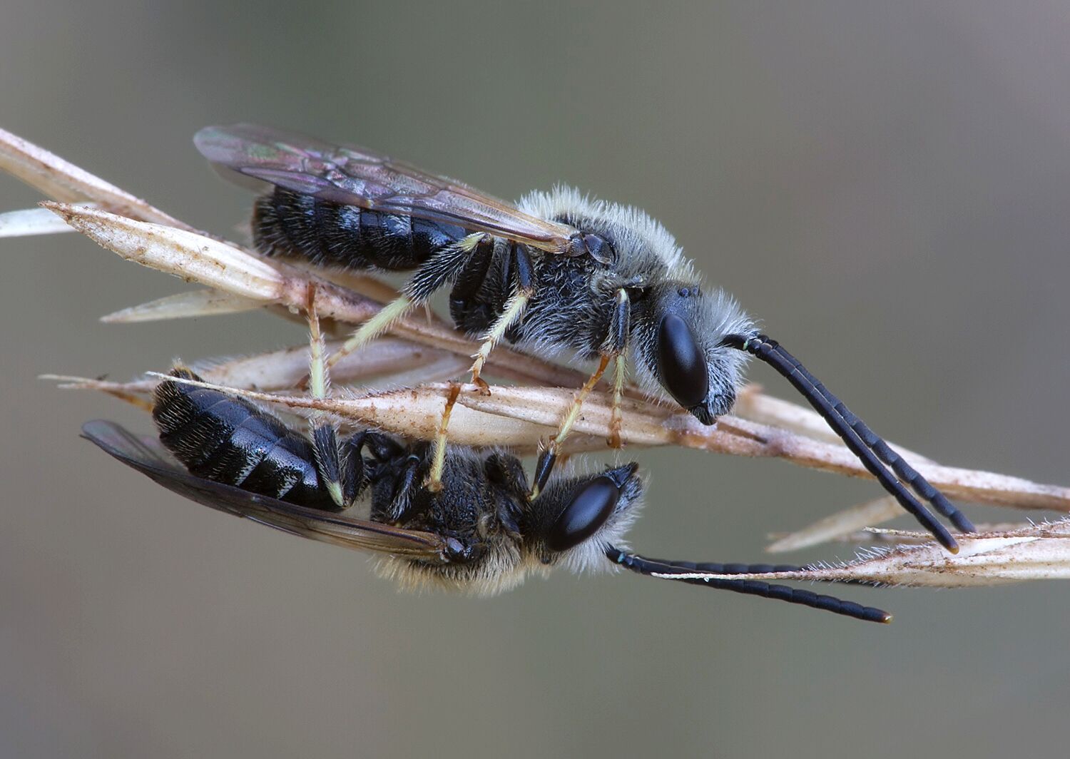 Halictus maculatus