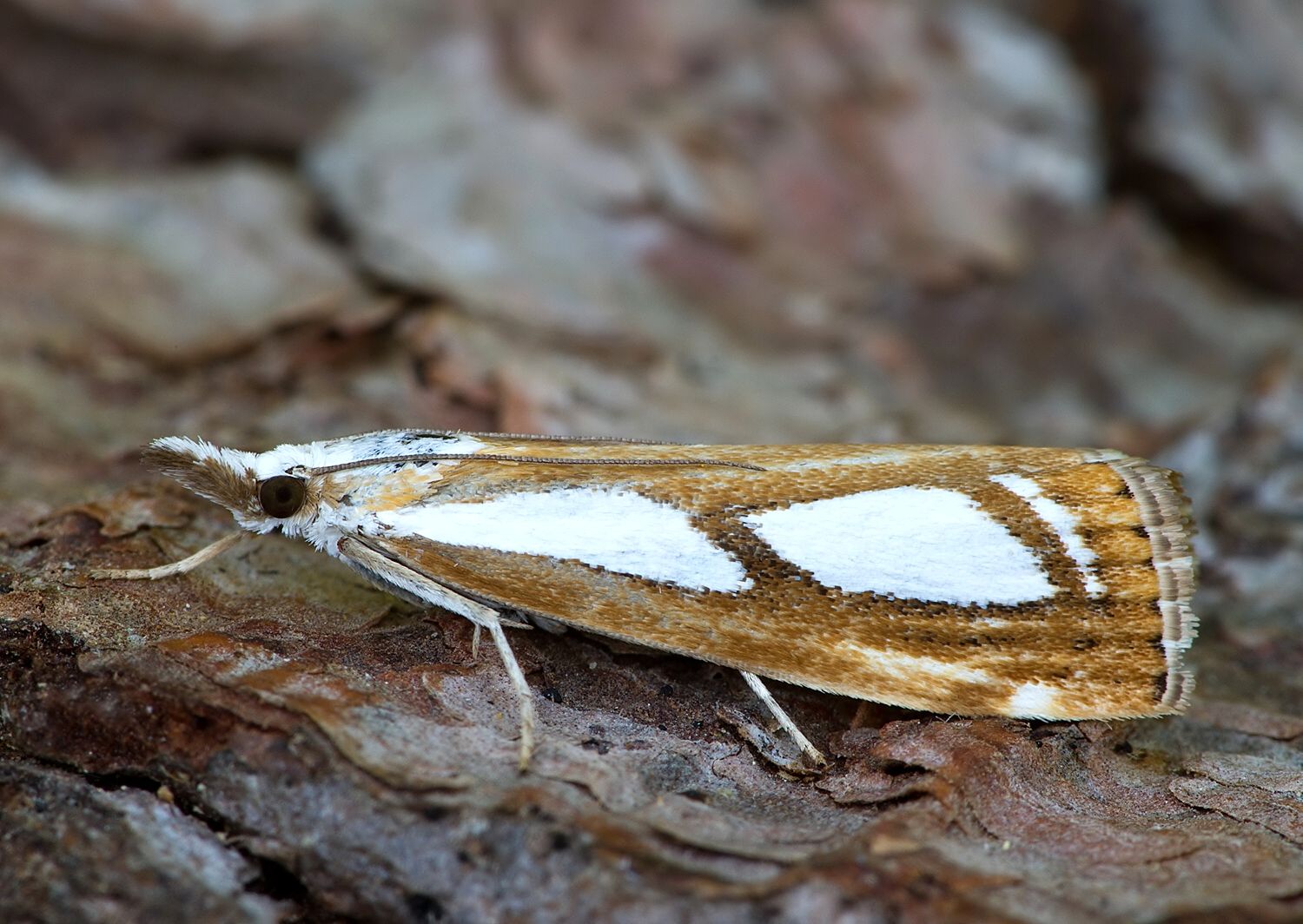 Catoptria permutatellus