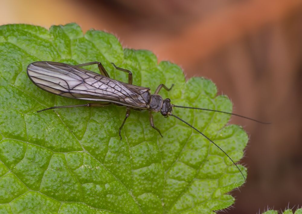 Nemoura cinerea