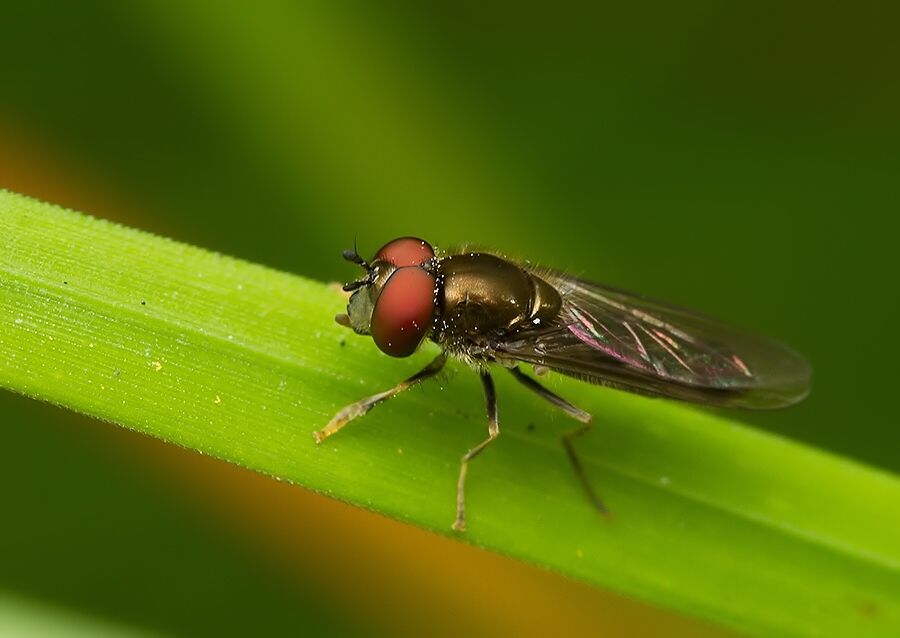 Platycheirus podagratus
